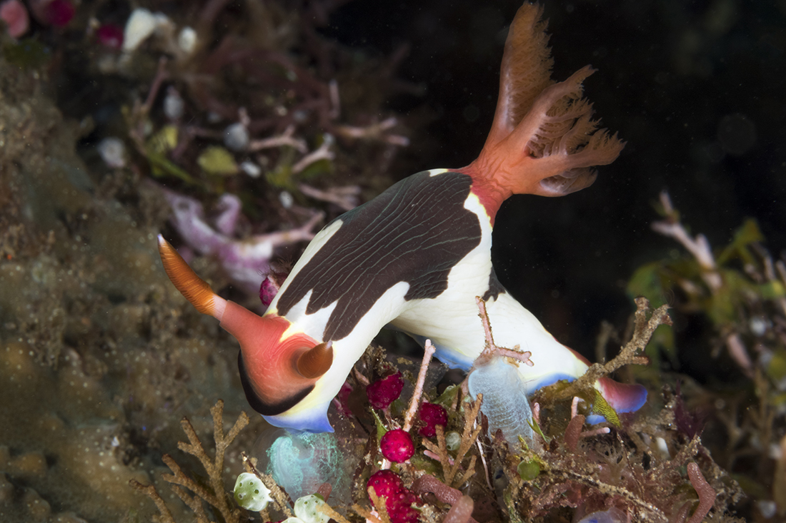Nembrotha chamberlaini nudibranch. Photo by Walt Stearns