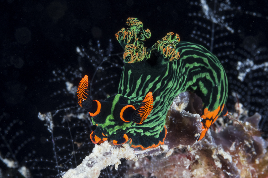 Nembrotha kubaryana nudibranch. Photo by Walt Stearns