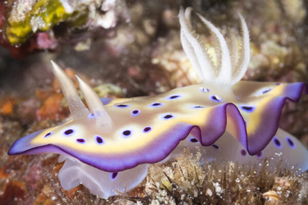 Goniobranchus kuniei at Wakatobi