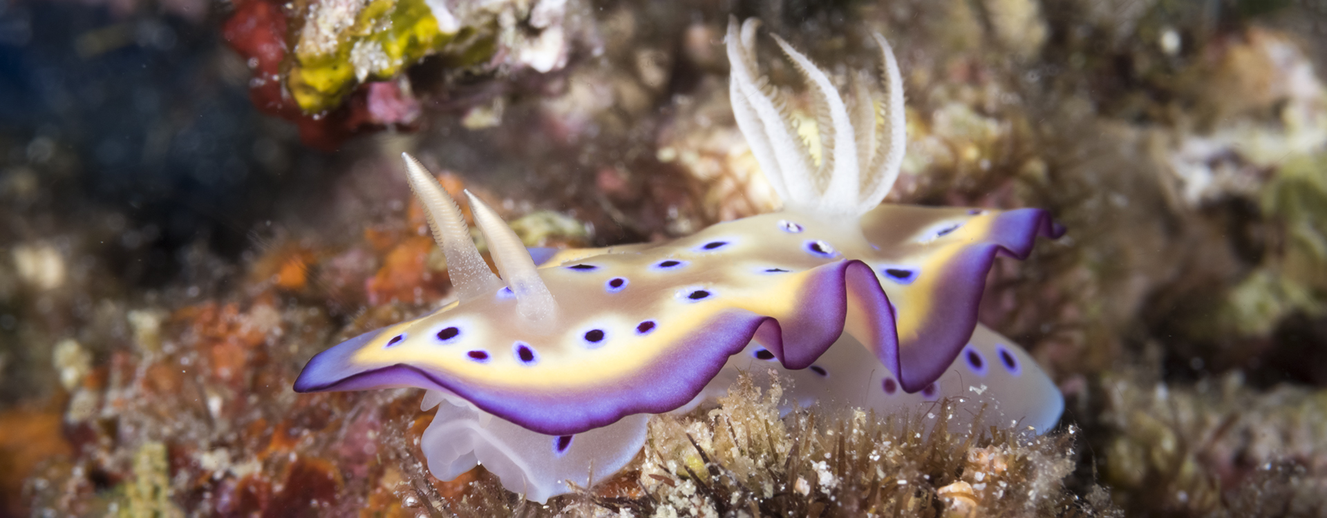 Goniobranchus kuniei at Wakatobi