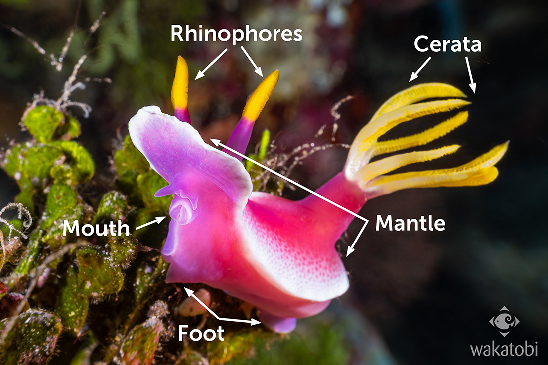 Making use if this Hypselodoris apolegma nudibranch to illustrate their basic anatomy. Photo by Adrienne Gittus.