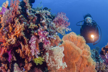 Colorful soft corals adorn a reef slope at Wakatobi. Photo by Richard Smith.