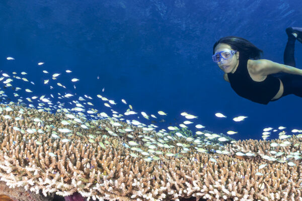 Ai Futaki perusing a healthy coral reef at Wakatobi.