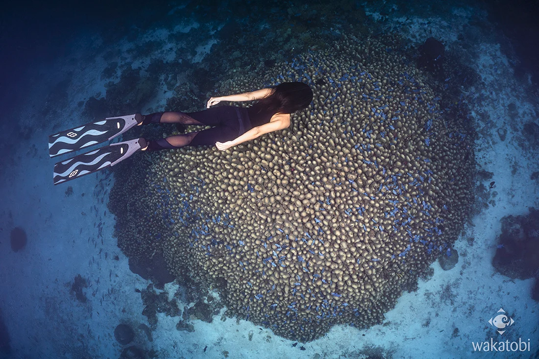 At the dive site Dunia Baru, Ai descends upon a large potato coral head speckled with triggerfish.