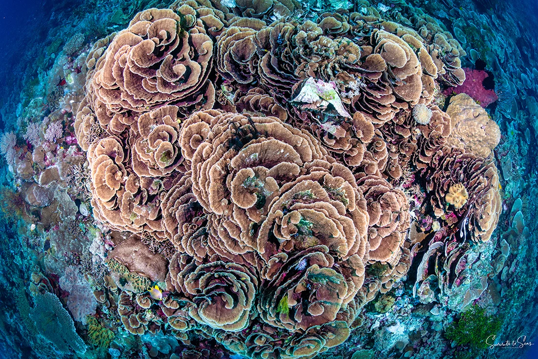 Wakatobi’s reef is alive and flourishing with life, a feat that can be preserved and fostered for the future. Photo by Summits to Seas