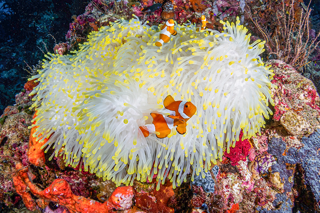An iconic Wakatobi sighting. This brilliant white host provides essential shelter from predators, enabling these two False Clownfish to live safely, all thanks to their ability to tolerate the anemone's stings.
