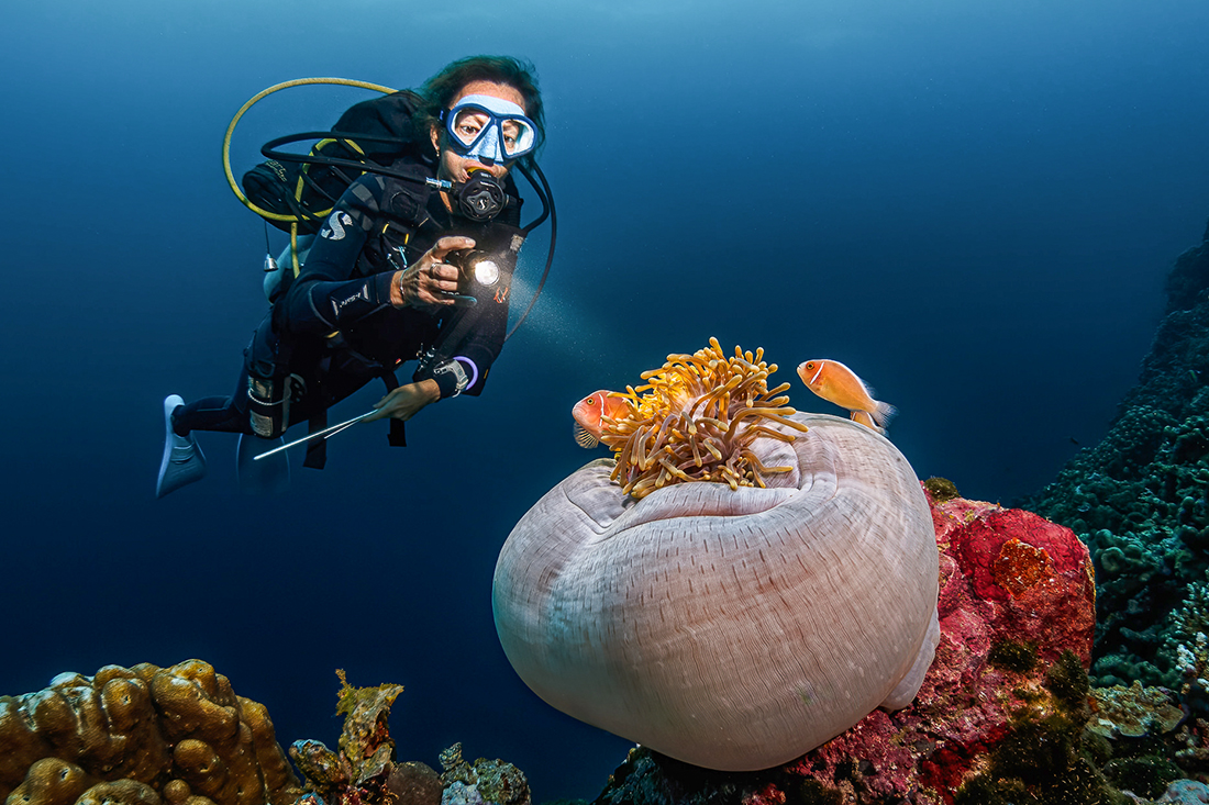 A diver views vibrant Pink Anemonefish nestled safely within the tentacles of its beautiful bulbous host. You can almost see the "rent" being paid. Photo by Christian Gloor