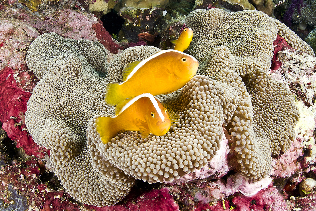 Beyond the classic orange: The elegant Pink Skunk Anemonefish is one of 10 species found in the Wakatobi region. It’s a highly dependent species, rarely straying far from the safety of its home. Photo by Warren Baverstock