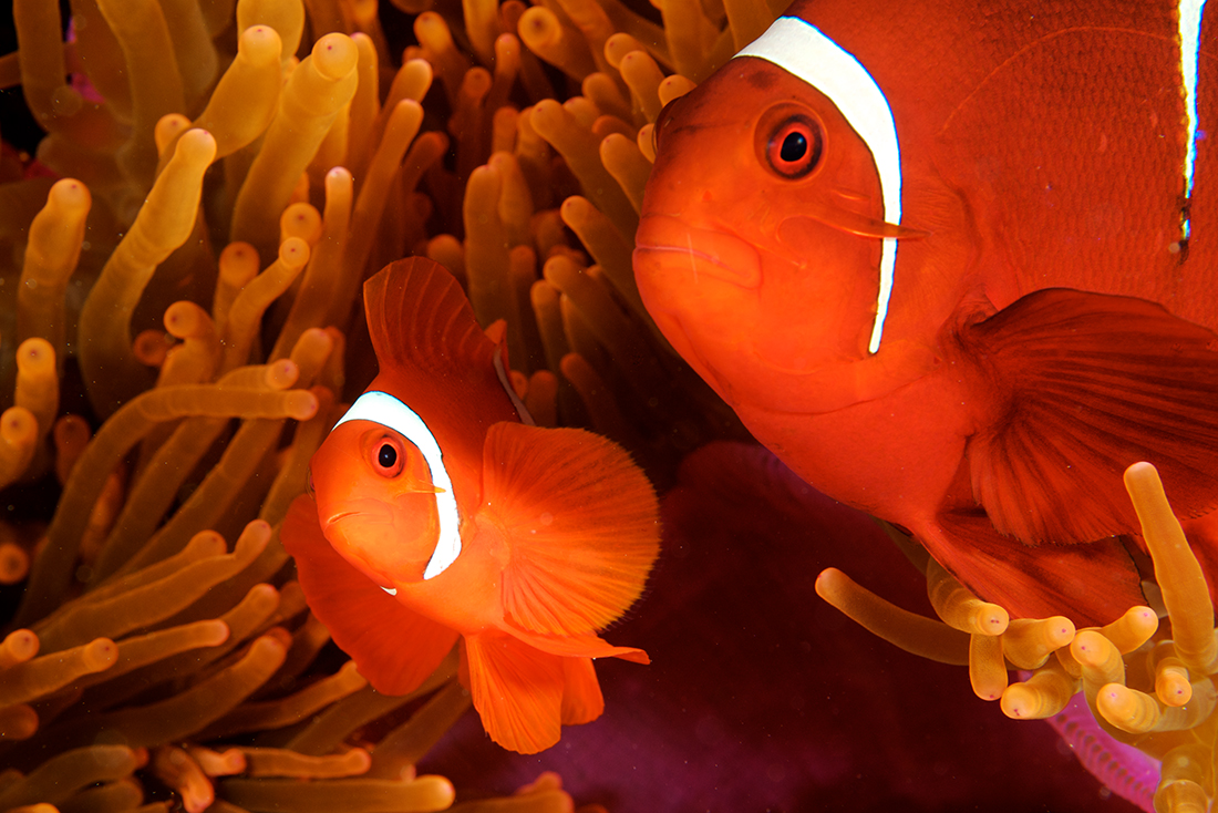 Perfect partners at Wakatobi. This cozy pair of Spinecheek Anemonefish (Premnas biaculeatus) are protected by the sanctuary of this vibrant orange-red host anemone. Photo by Wakatobi Resort