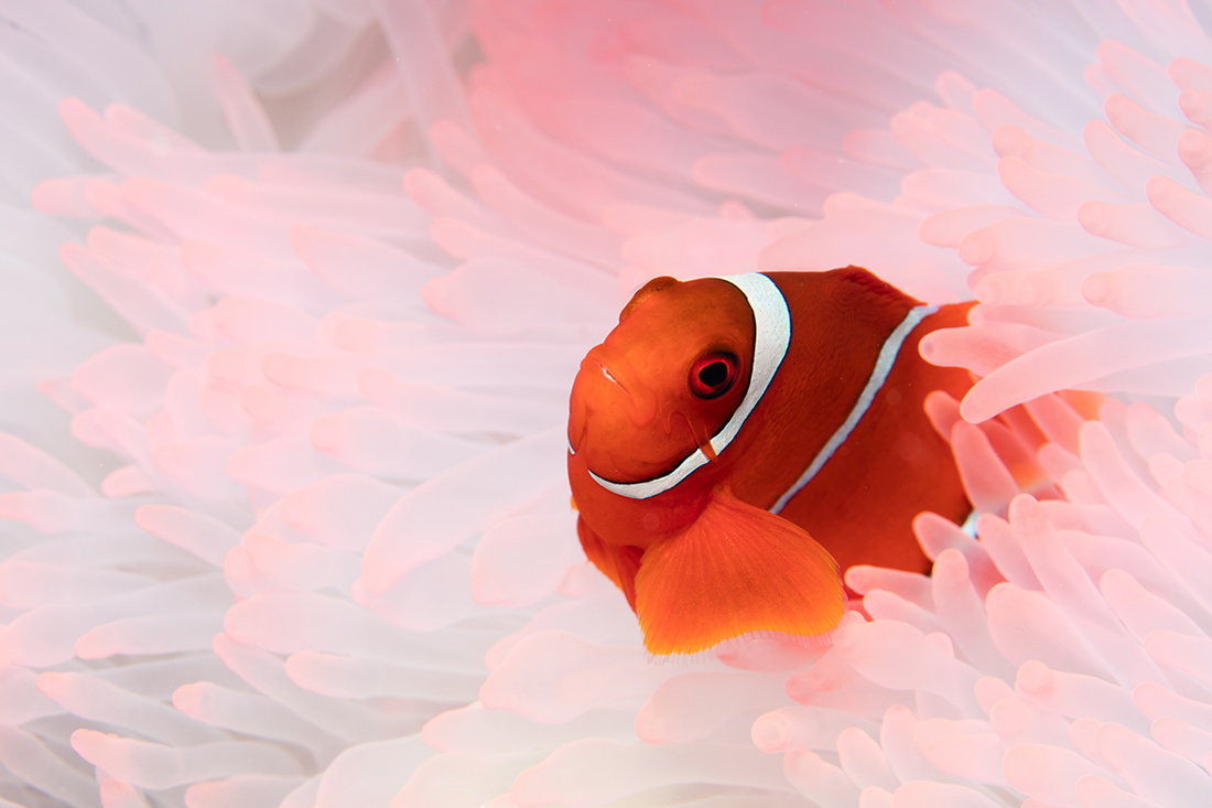 Peeking out from a canvas of white. This stunning Spinecheek Anemonefish makes its Wakatobi home in a magnificent anemone, whose tips glow with iridescent white and pinkish-red accents. It's a gorgeous partnership, but the fish works hard to keep its beautiful home healthy. Read on to learn why these iconic "roommates" always pay their rent! Photo by Pam Osborn