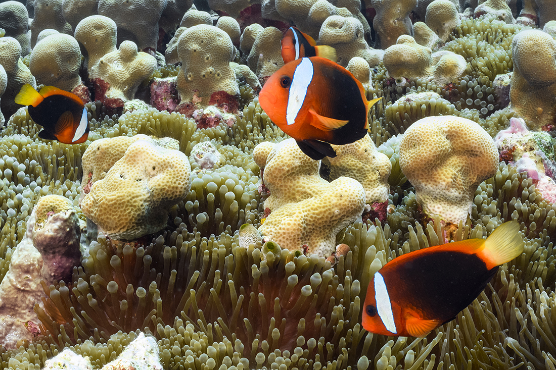 A splash of electric orange.The beautiful Tomato Anemonefish is constantly busy flitting and defending its host. Photo by Walt Stearns