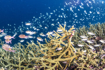 Wakatobi House Reef staghorn corals