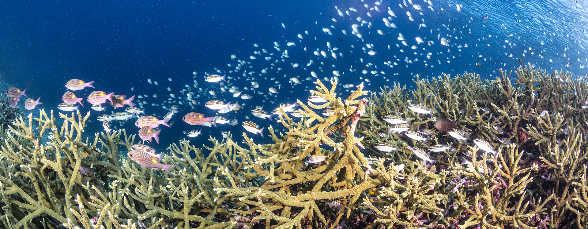 Wakatobi House Reef staghorn corals