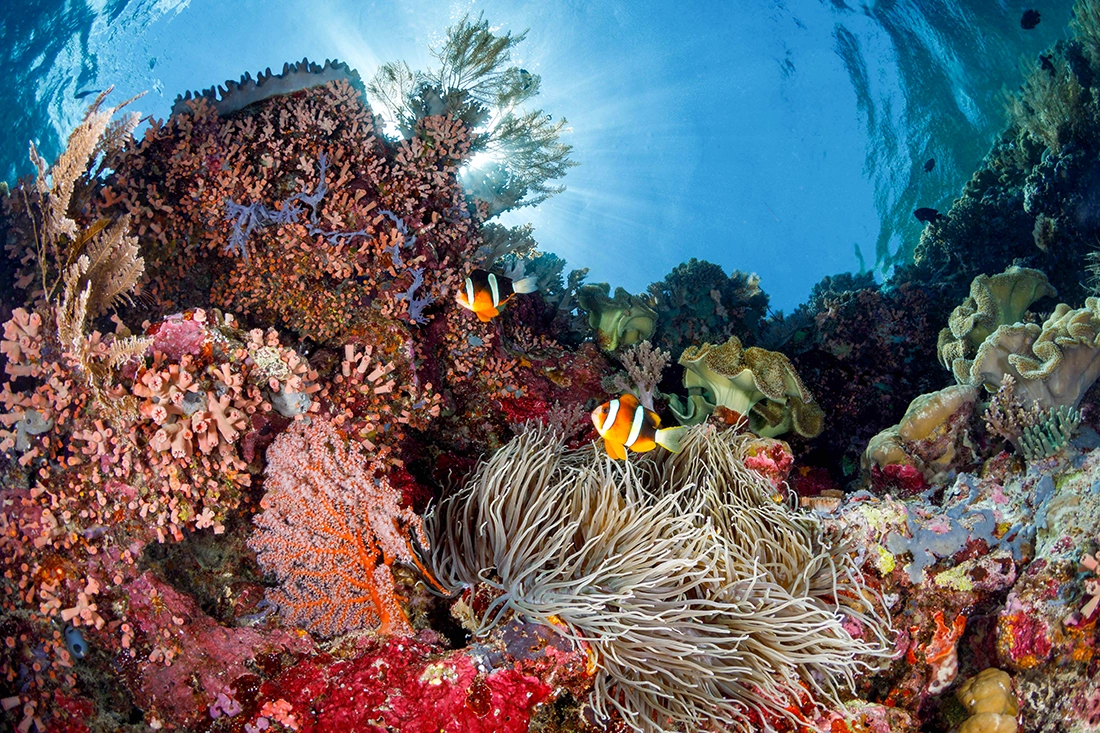 The simple magic of the Wakatobi shallows: A family of Clark's clownfish playing hide-and-seek among their magnificent host anemone, all illuminated by a dazzling sunburst right over the House Reef.